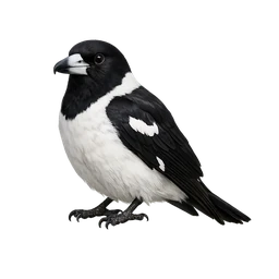 Pied Butcherbird
