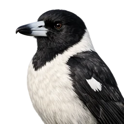 Pied Butcherbird, profile