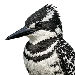Pied Kingfisher, profile