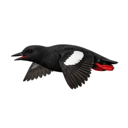 Pigeon Guillemot, in flight
