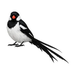 Pin-tailed Whydah
