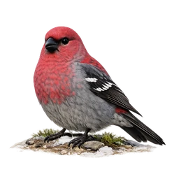 Pine Grosbeak