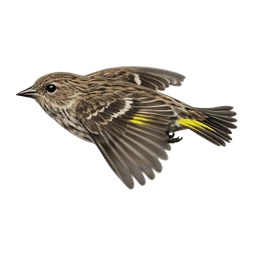 Pine Siskin, in flight