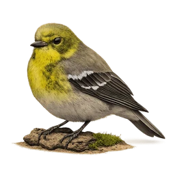 Pine Warbler