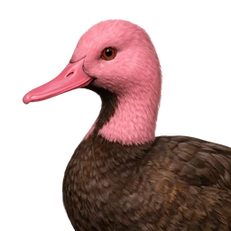 Pink-headed Duck, profile