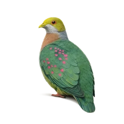Pink-spotted Fruit-Dove