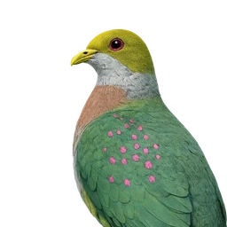 Pink-spotted Fruit-Dove, profile