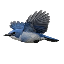 Pinyon Jay, in flight