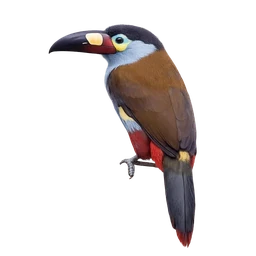 Plate-billed Mountain-Toucan
