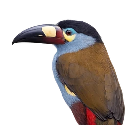 Plate-billed Mountain-Toucan, profile