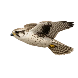 Prairie Falcon, in flight