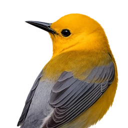 Prothonotary Warbler, profile