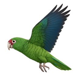 Puerto Rican Parrot, in flight