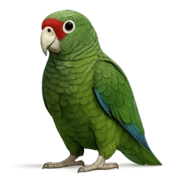 Puerto Rican Parrot