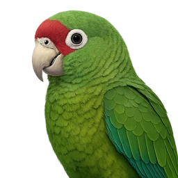 Puerto Rican Parrot, profile