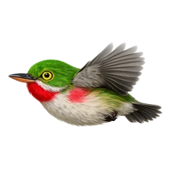 Puerto Rican Tody, in flight