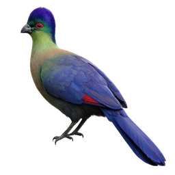 Purple-crested Turaco