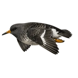 Purple Sandpiper, in flight