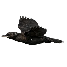 Pygmy Cormorant, in flight