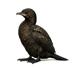 Pygmy Cormorant