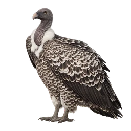 Rüppell’s Vulture