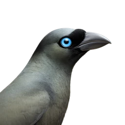 Racket-tailed Treepie, profile