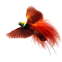 Raggiana Bird-of-paradise, in flight