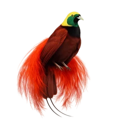 Raggiana Bird-of-paradise