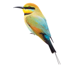 Rainbow Bee-eater