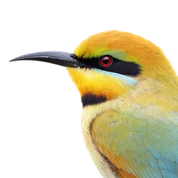 Rainbow Bee-eater, profile
