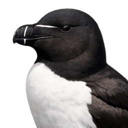 Razorbill, profile