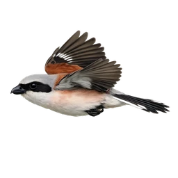 Red-backed Shrike, in flight
