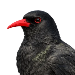 Red-billed Chough, profile