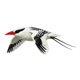 Red-billed Tropicbird, in flight