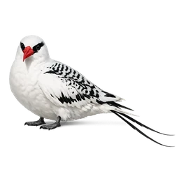 Red-billed Tropicbird
