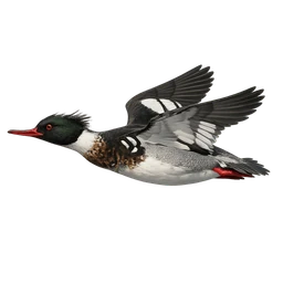 Red-breasted Merganser, in flight