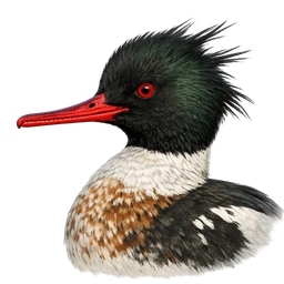 Red-breasted Merganser, profile
