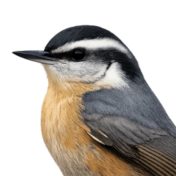 Red-breasted Nuthatch, profile