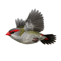 Red-browed Finch, in flight