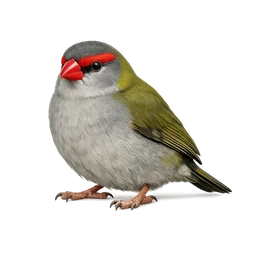 Red-browed Finch