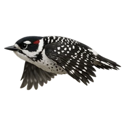 Red-cockaded Woodpecker, in flight
