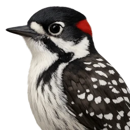 Red-cockaded Woodpecker, profile