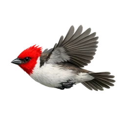 Red-crested Cardinal, in flight