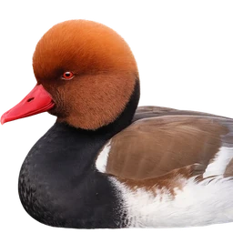 Red-crested Pochard, profile
