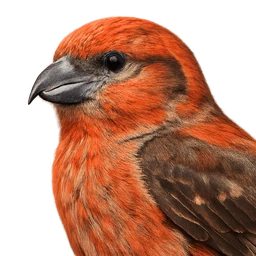 Red Crossbill, profile