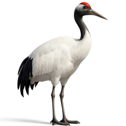 Red-crowned Crane