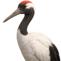 Red-crowned Crane, profile