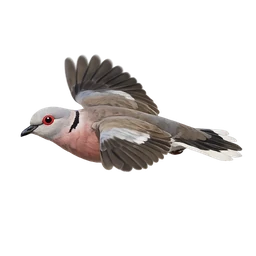Red-eyed Dove, in flight