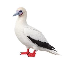 Red-footed Booby