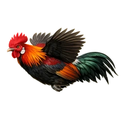 Red Junglefowl, in flight